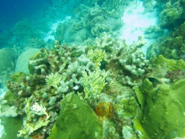 Reef IMG 5599